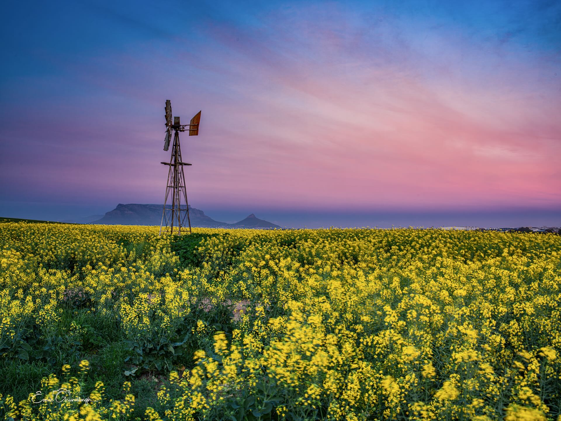 Golden canola fields with windmill and Table Mountain silhouette at pink and purple sunset