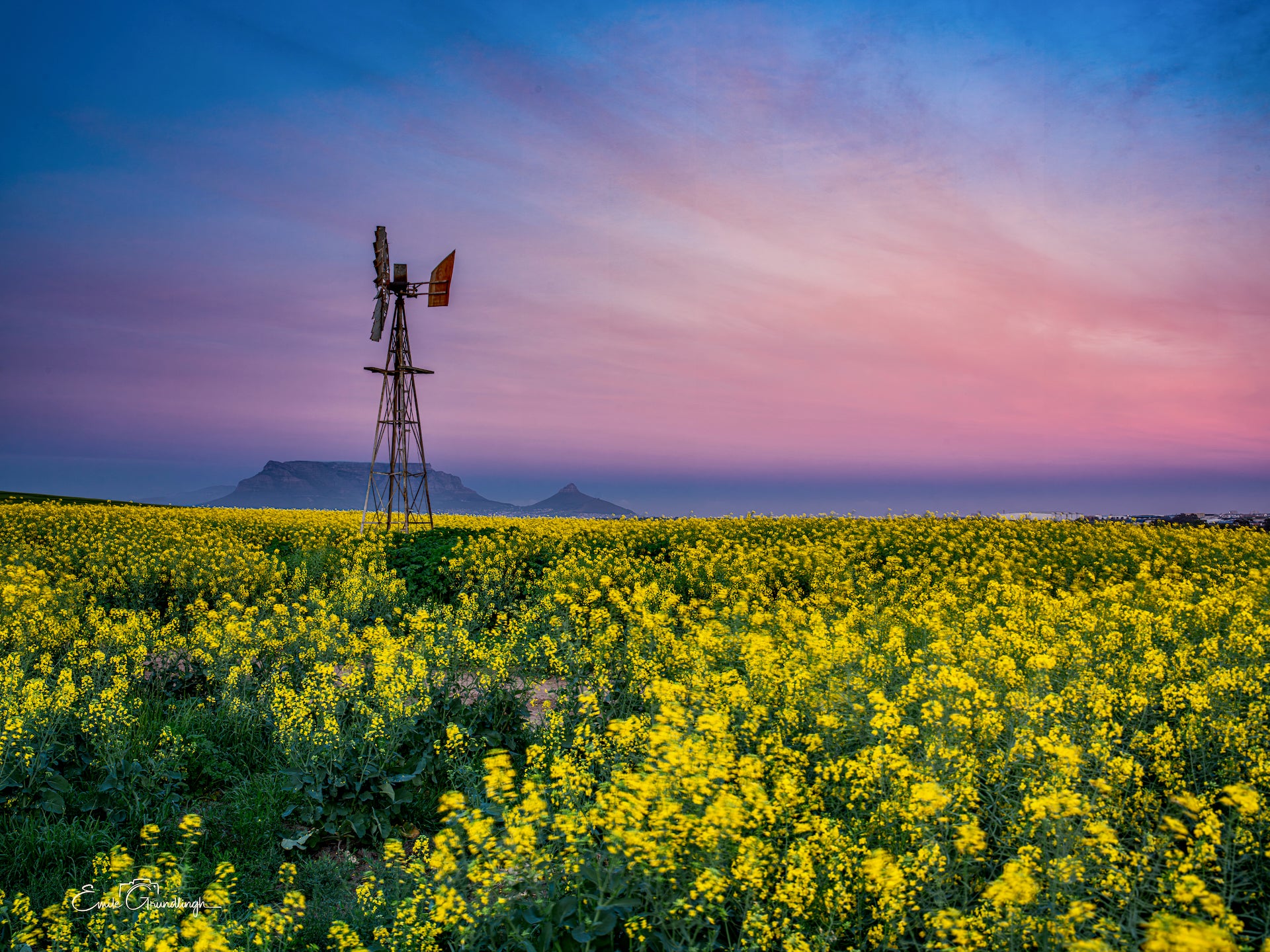Windmill and canola fields at sunrise with Table Mountain and Lion's Head silhouette on the horizon