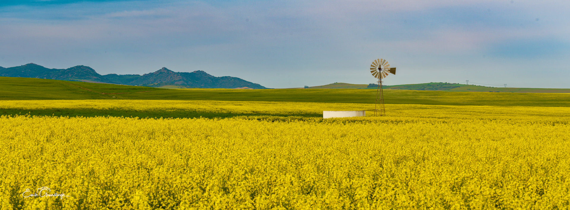 Solitary windmill and water tank on a vast golden canola plain with mountains on the horizon