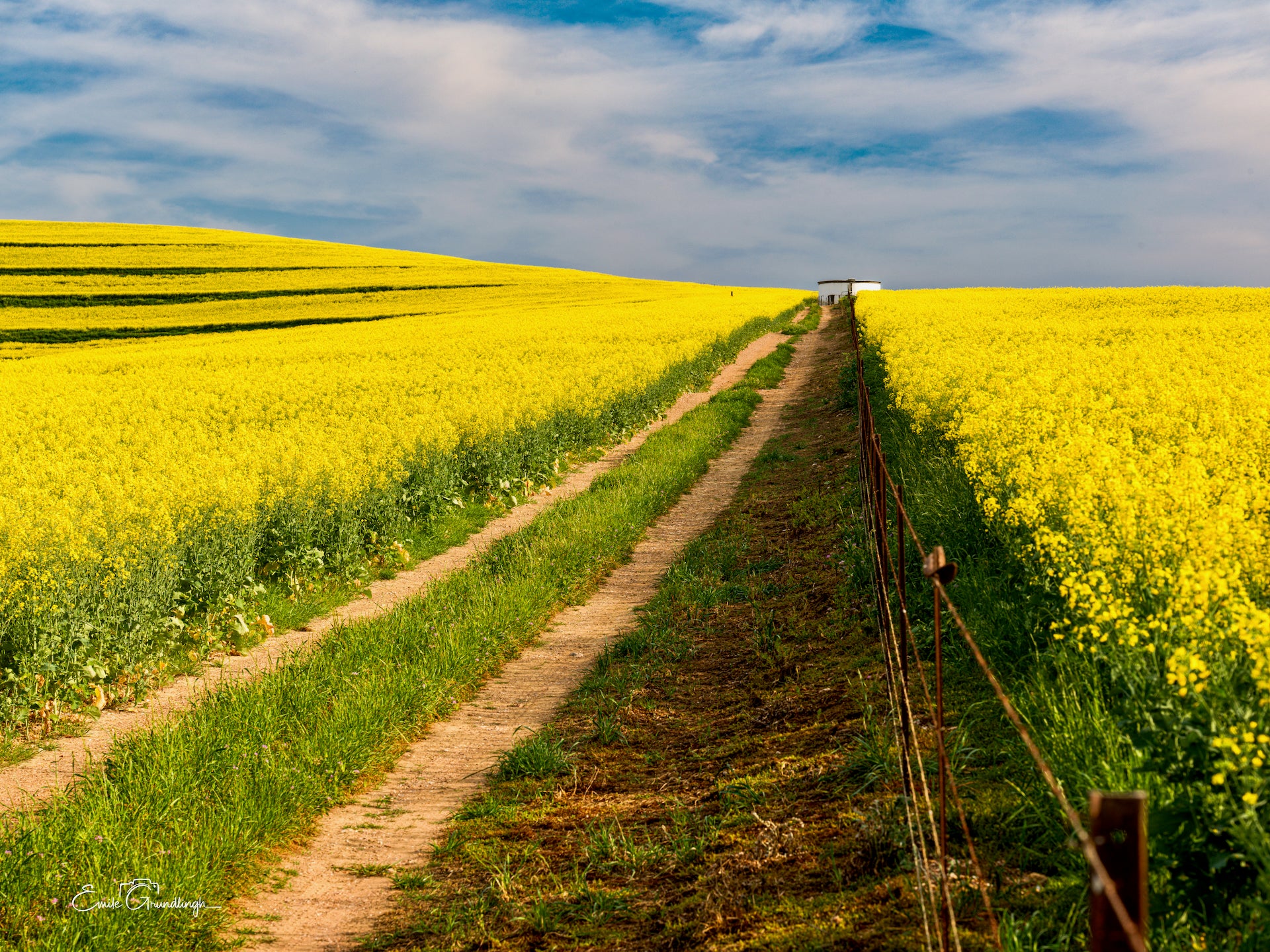 Dirt farm track and fence leading through golden canola fields to the horizon