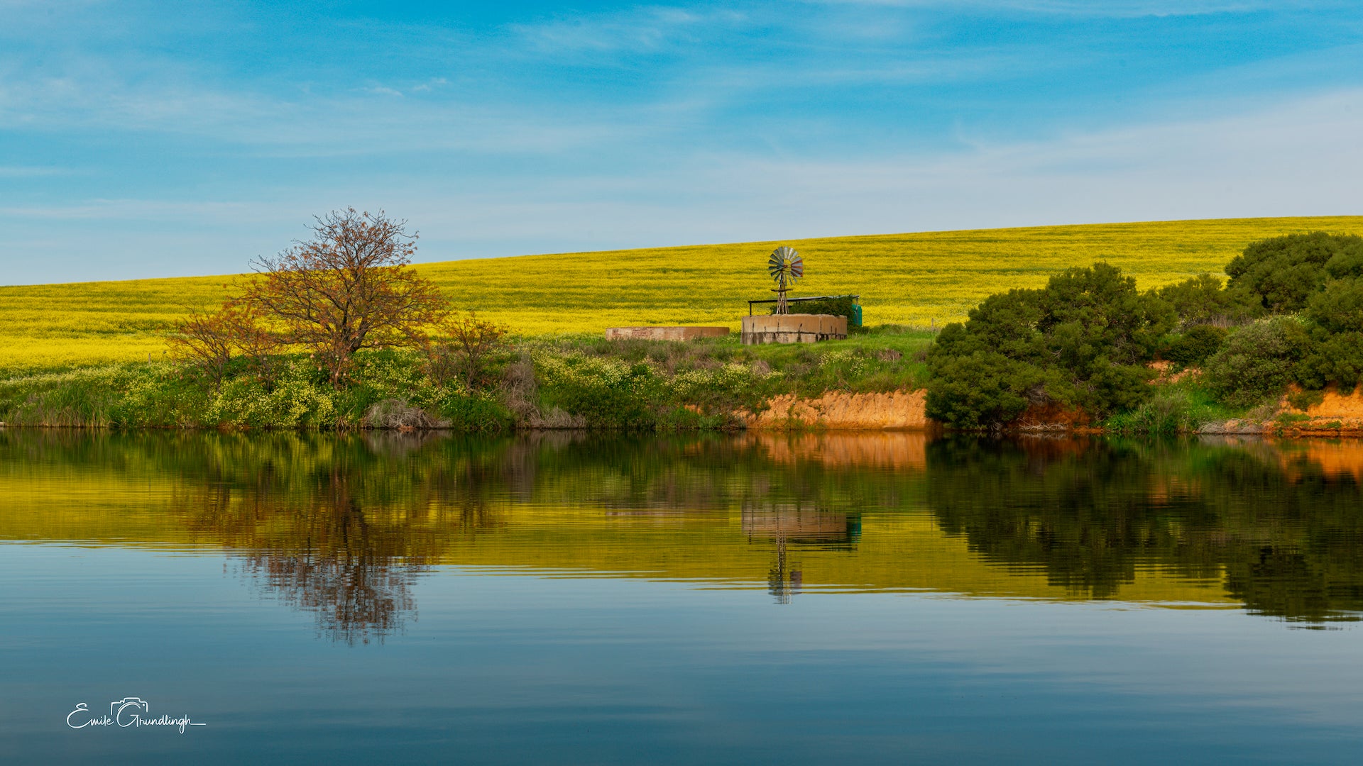 Farm dam reflecting golden canola hillside, windmill and bare tree under a blue sky