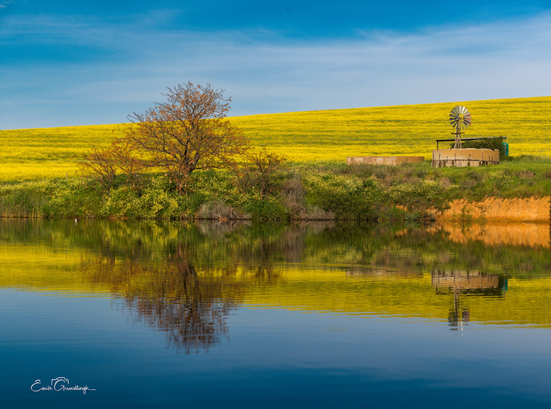 Bare tree and windmill reflected in a farm dam with a vivid golden canola hillside backdrop