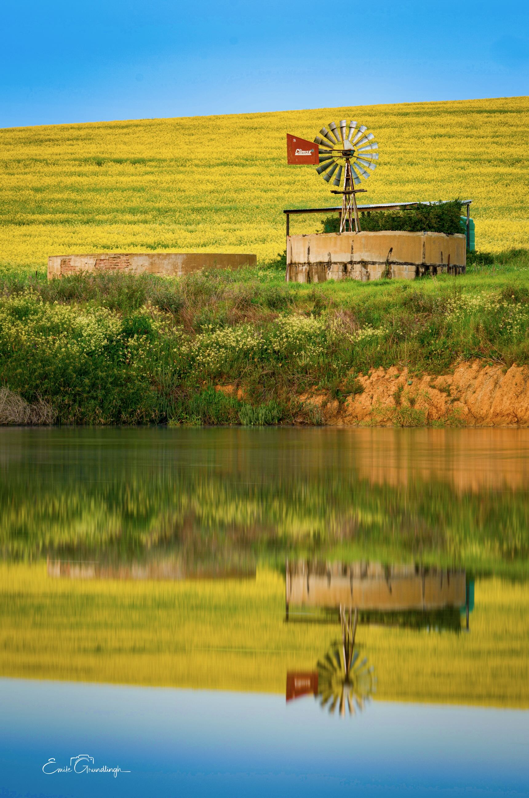 Climax windmill and farm dam perfectly reflected in still water with golden canola fields on a hillside behind