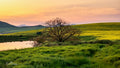 Lone bare tree silhouetted at golden hour beside a farm dam with rolling canola hills and mountain peaks