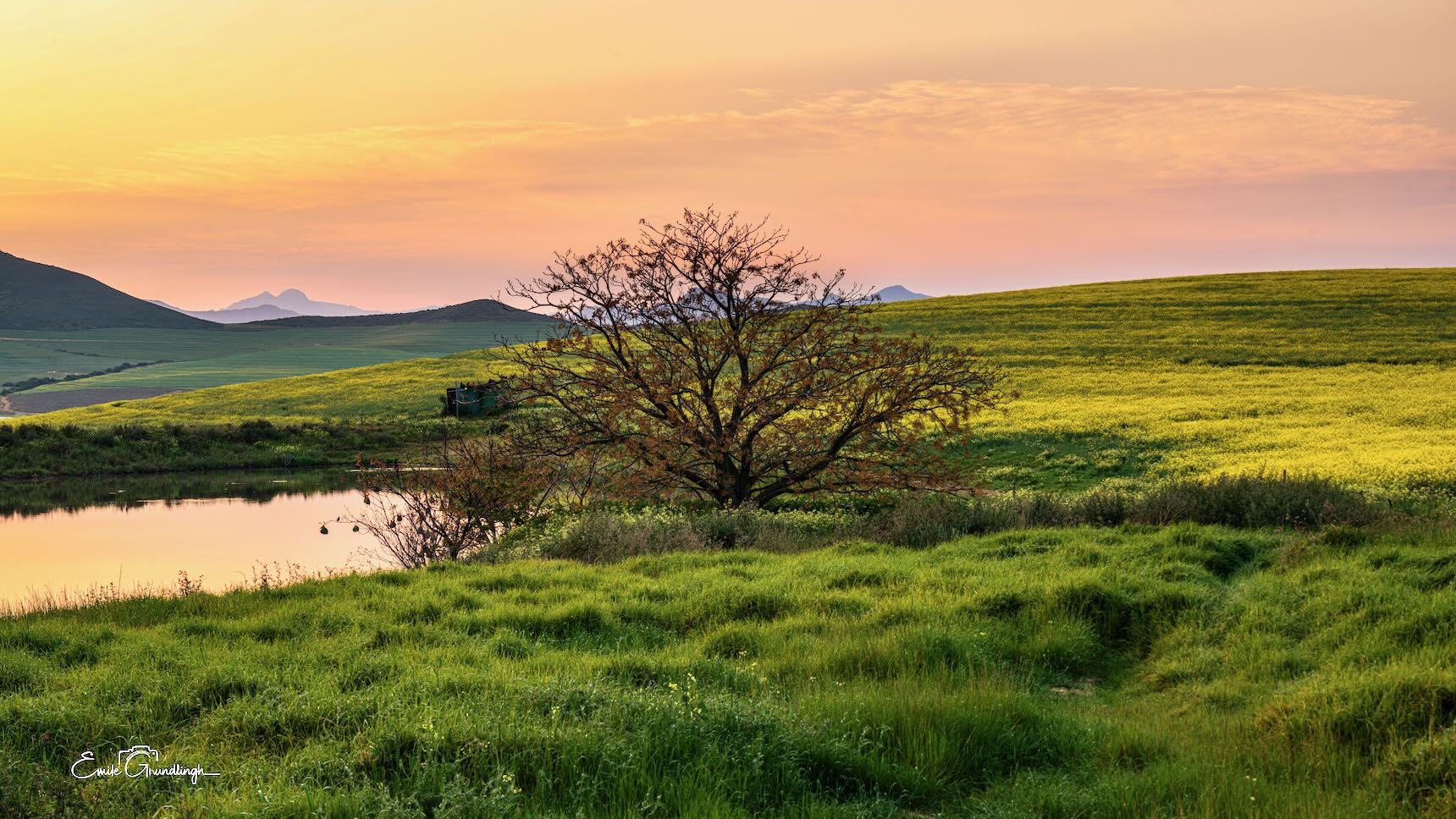 Lone bare tree silhouetted at golden hour beside a farm dam with rolling canola hills and mountain peaks