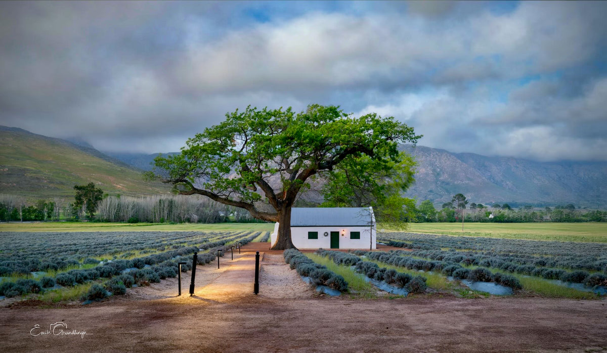 The Farmhouse at Dusk — Franschhoek