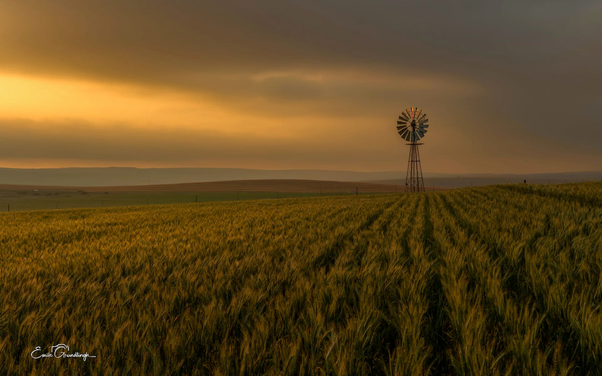 Lone windmill above rows of green and gold fields outside Riebeek Kasteel beneath an amber sky, photographed by Emile Grundlingh.