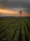 Portrait view of green crop rows leading towards a windmill outside Riebeek Kasteel beneath grey clouds and an amber horizon.