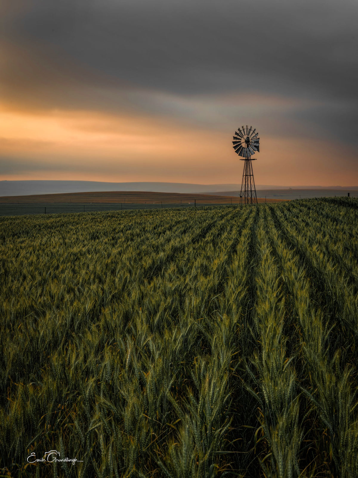 Portrait view of green crop rows leading towards a windmill outside Riebeek Kasteel beneath grey clouds and an amber horizon.