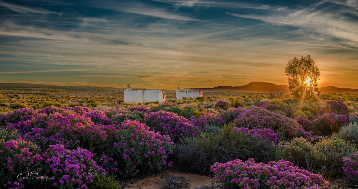 Pink-purple flowers around weathered white ruins in the Karoo, with golden sunlight shining through a lone tree.