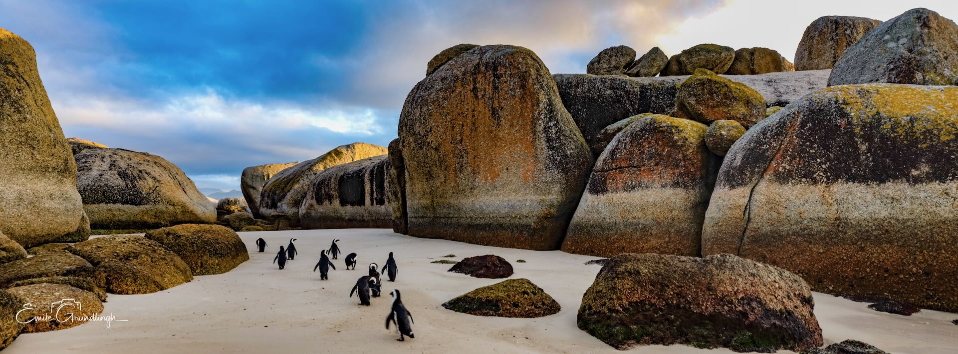 Colony of African Penguins marching between giant granite boulders at Boulders Beach under dramatic cloudy sky