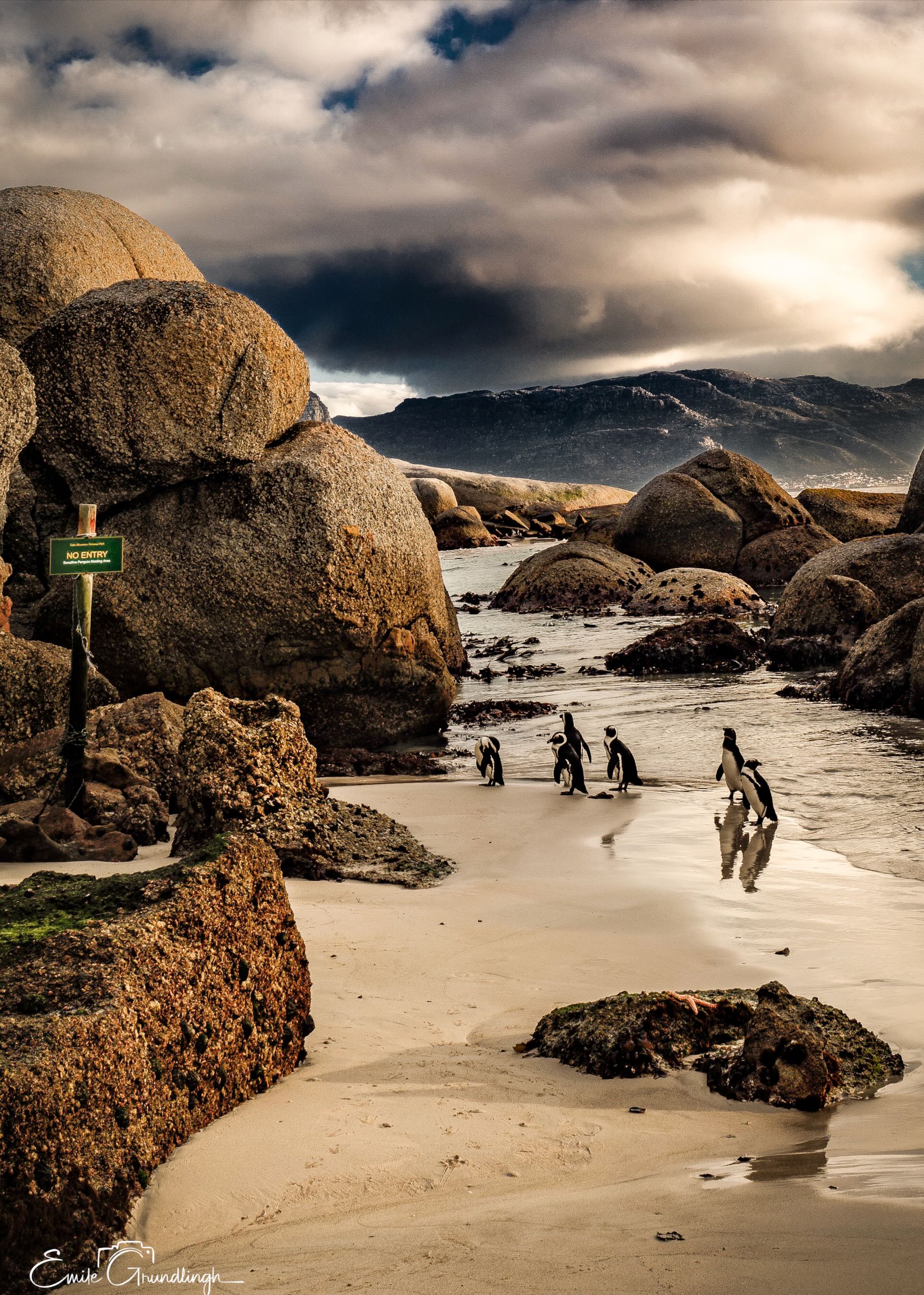 African Penguins walking past a No Entry sign at Boulders Beach with dramatic storm clouds and mountains