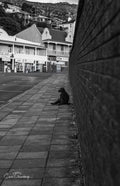 Black and white portrait of lone baboon sitting against brick wall on deserted Simon's Town pavement gazing across empty street