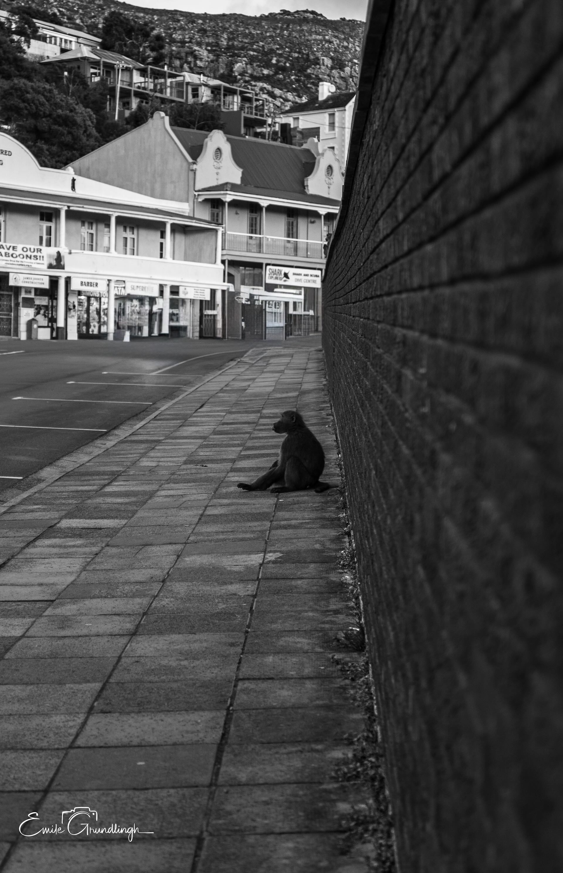 Black and white portrait of lone baboon sitting against brick wall on deserted Simon's Town pavement gazing across empty street