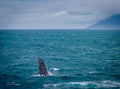 A humpback whale rising from turquoise water beneath a silver sky with a mist-draped coastline behind, photographed by Emile Grundlingh.