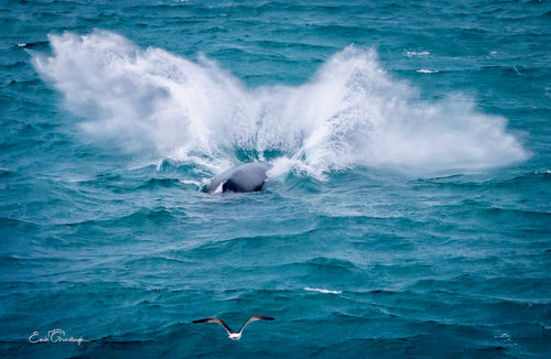 A massive splash of white water erupting from the ocean as a humpback whale lands, with a seabird gliding low across the blue surface, photographed by Emile Grundlingh.