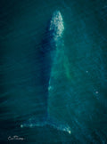 Aerial photograph of a humpback whale descending into deep teal water, its fluke slowly fading from view, photographed by Emile Grundlingh.