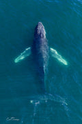 Aerial drone photograph of a humpback whale in turquoise water with pale pectoral fins spread like wings, photographed by Emile Grundlingh.
